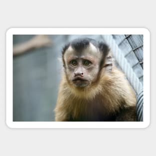 Capuchin Monkey Sticker
